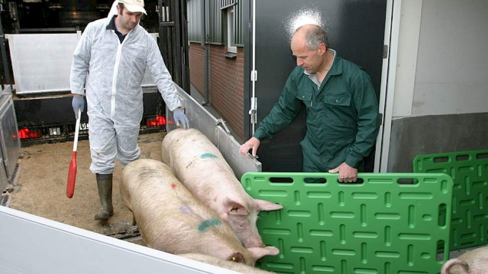 Varkens lossen