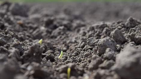 Nog net niet boven: 19 april gezaaid, Oostelijk Flevoland