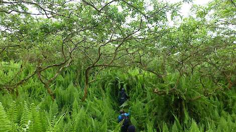 Inheemse Scalesia bomen worden verdrongen door niet-inheemse guaves en varens.
