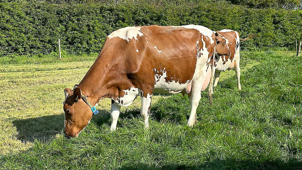 Een van de aangeboden koeien: Ida 72 (V. Caps Angelo).