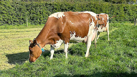 Een van de aangeboden koeien: Ida 72 (V. Caps Angelo).