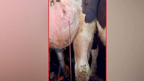 Jaap Bos maakte een filmpje van een abces op het uier waar de pus uit stroomt, en van een abces bij een koe op de rug. Het volledige filmpje is te bekijken in het artikel dat op de sites staat van De Gelderlander en De Stentor.