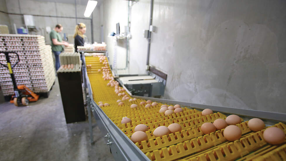De eiernoteringen liggen sinds augustus vorig jaar op een hoog niveau. Pakstations bieden ook steeds hogere contractprijzen voor eieren, weet Wim Thomassen van de Unie van Pluimvee Producenten.