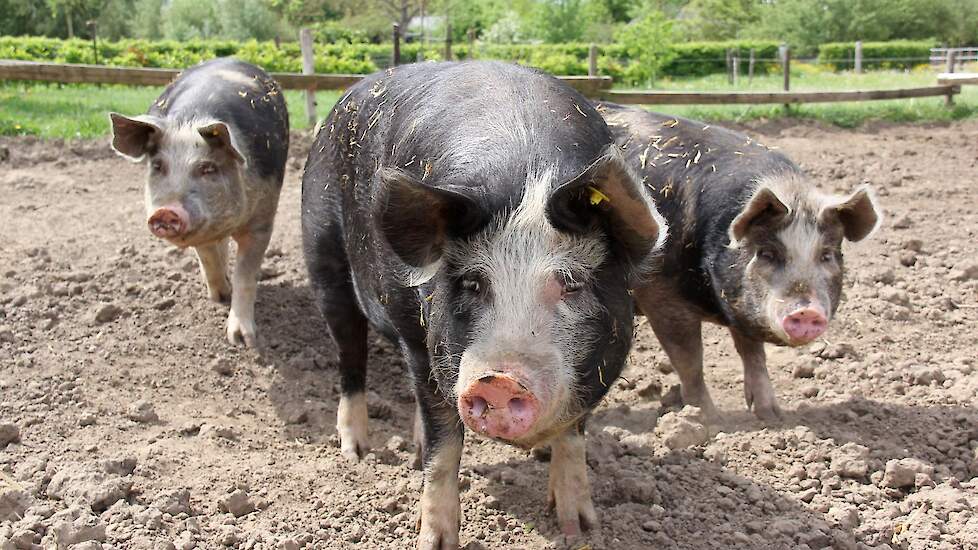 Buitengehouden varkens vromen de grootste risicogriep om vogelgriep op te lopen.