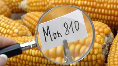 Maisvariant Mon 810, het enige GMO-gewas dat in Europa wordt geteeld.