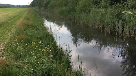 Een natuurvriendelijke oever langs landbouwgrond.