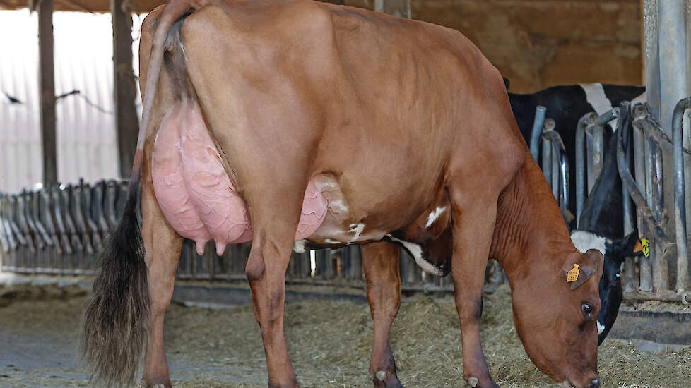 Dochter van de Noors Roodbonte stier Skjelvan (50% Noors Roodbont-50% Holstein) produceerde in haar eerste lactatie 10.480 kg melk met 3,90% vet en 3,45% eiwit.