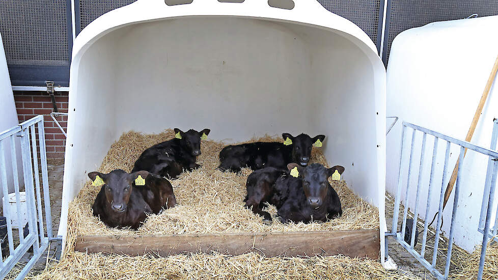 Een kalf dat bij de geboorte bij Dutch Angus wordt geregistreerd, is zijn hele leven bonusgerechtigd, ook al verwisselt hij van eigenaar.