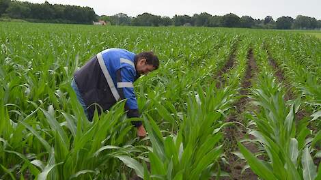 Controle op knolcyperus in een perceel maïs.