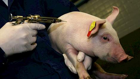 Het antibioticumgebruik in de varkenshouderij moet de komende jaren omlaag.