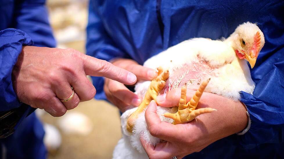 Het project is gericht op uitdagingen en oplossingen op het vleeskuikenbedrijf zelf over onder meer op het gebied van diergezondheid,