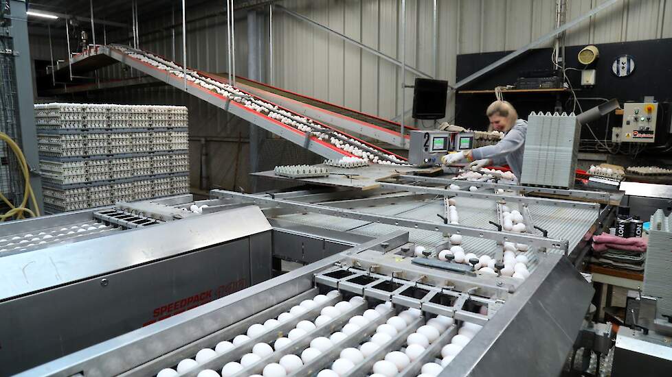 De vraag naar eieren vanuit de eiproductenindustrie is de afgelopen weken iets rustiger. Beeld ter illustratie.