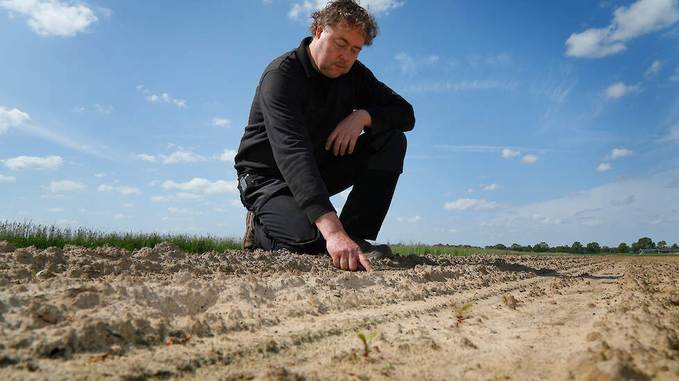 Dankzij zon en wind droogt de grond van akkerbouwer Dennis Wolsink nu snel op. Ondertussen maken de bieten een enorme inhaalspurt.