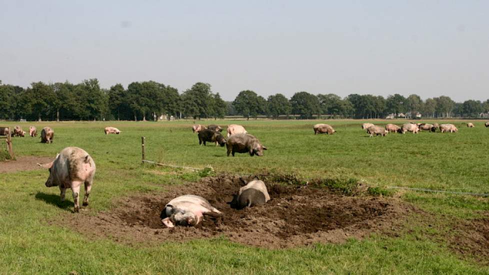 Wakker Dier kreeg Super de Boer op de knieën vanwege misleideinde reclame over het varkensvlees in de winkelschappen.