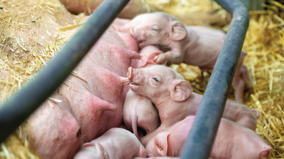 Een big heeft 250 gram biest nodig. De kwaliteit van de biest loopt echter snel terug. 6 uur na het werpen is de kwaliteit al met de helft verminderd.