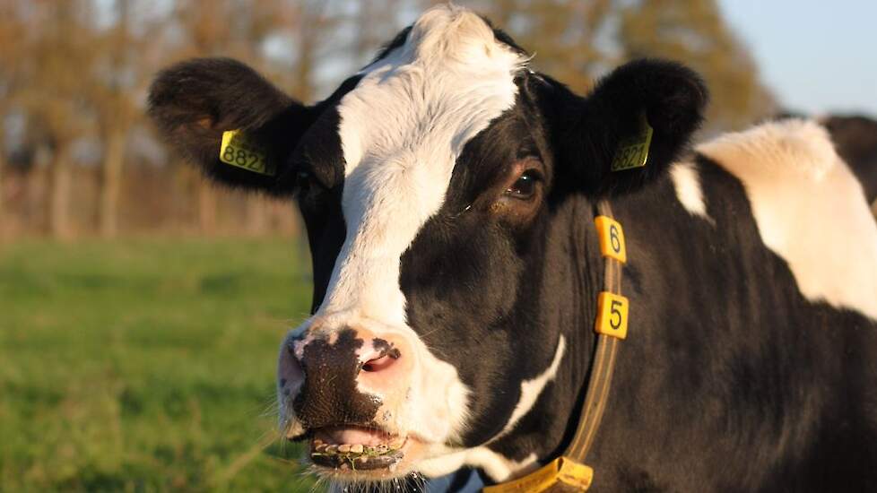 Holstein koe zwartbont