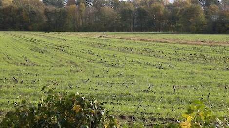 Maisstoppel met grasonderzaai.
