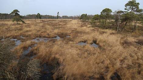 Het Wooldse Veen, een van de Natura 2000-gebieden in Gelderland