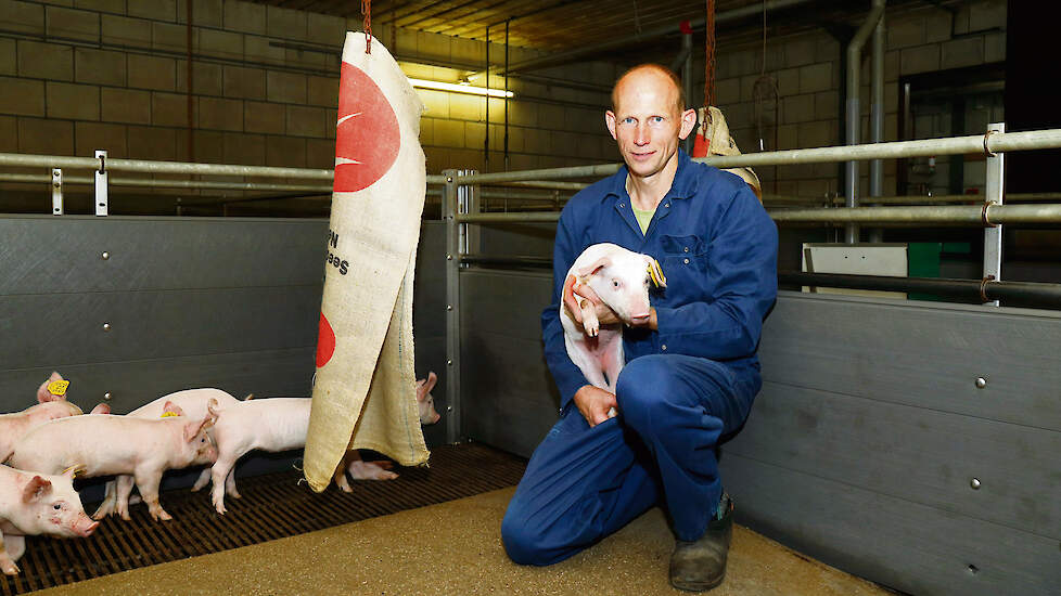 Jute zakken zorgen voor afleiding en leveren daardoor een effectieve bijdrage aan het voorkomen van staartbijten, ziet varkenshouder John Theelen.