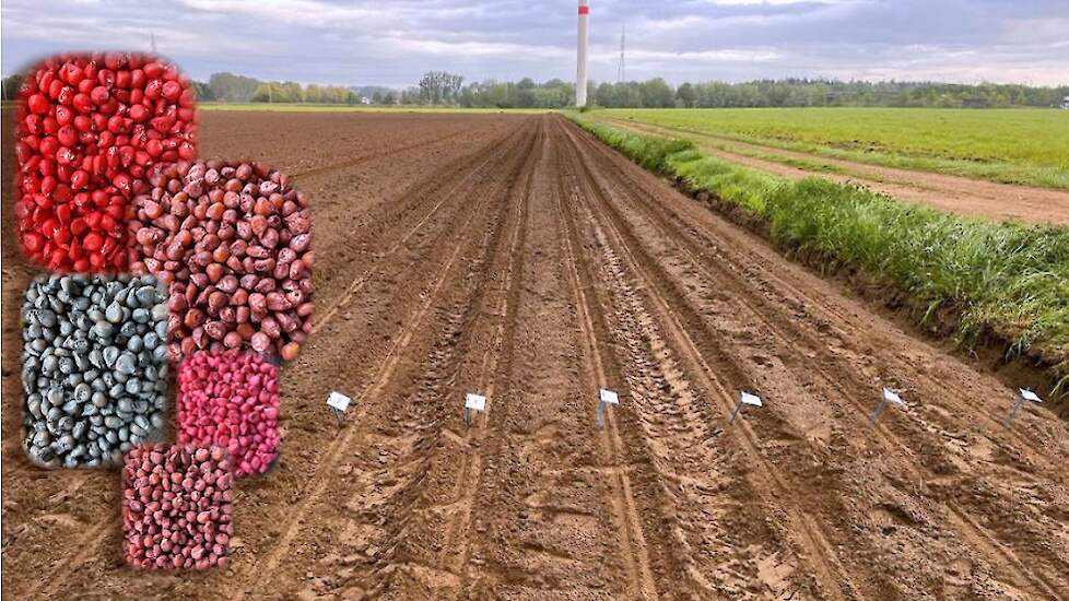 Syngenta Seeds onderzoekt nieuwe zaadbehandelingen voor vogelafweer in maïs