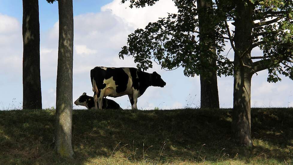 In dit geval zorgen bomen voor voldoende schaduw voor het vee.