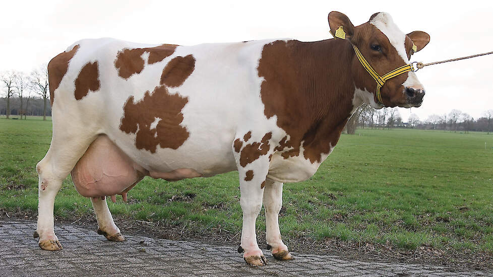 Oud-Hollandse rassen. Met de klok mee, te beginnen linksboven: een degelijke MRIJ-koe, een koppeltje Fries-Hollandse koeien, een Fries Roodbont kalf en Blaarkoppen.