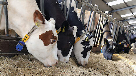 Een droge koe moet idealiter 12 kilo droge stof uit ruwvoer opnemen voor een optimale pensvulling, stellen specialisten.