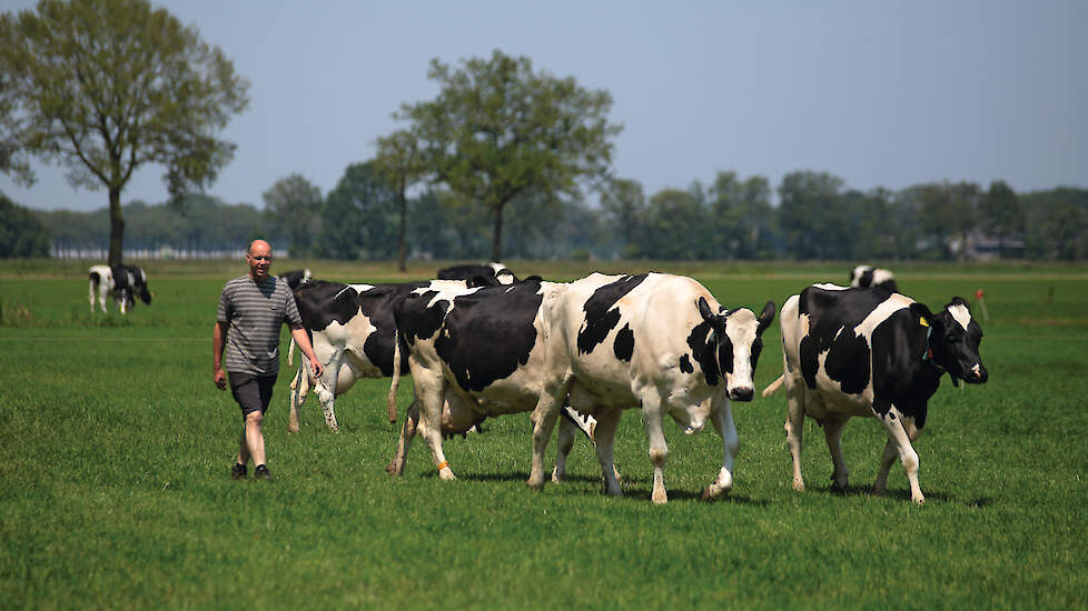 Van den Oever kiest ervoor om in het voorjaar zoveel mogelijk weidedagen te pakken. Elke dag wordt het draad verzet en krijgen de koeien een nieuwe strook gras. Zodoende hebben de ondernemers goed zicht op de opname en het kwaliteit van het gras.