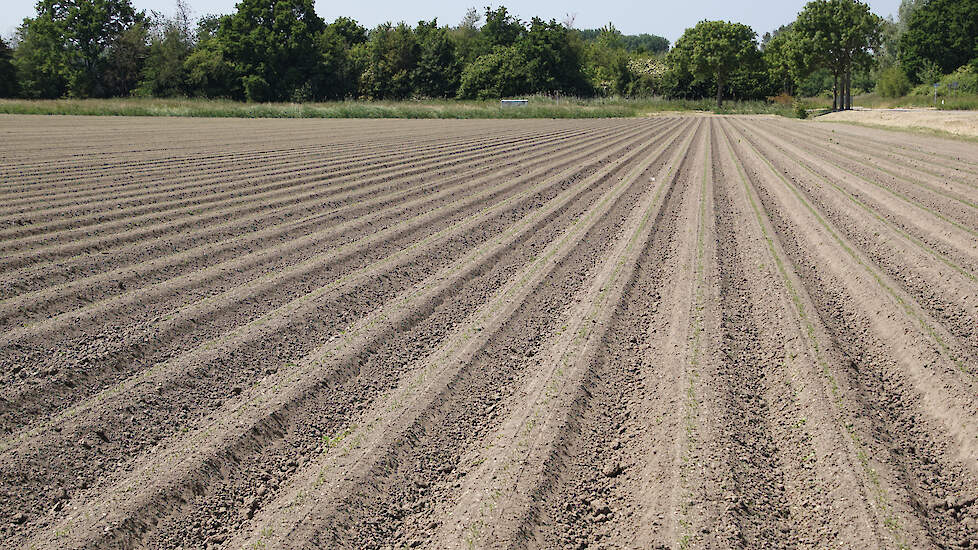 De peen komt boven aan de Bronsweg in Lelystad. Deze zomer zal een robot het onkruid wieden.