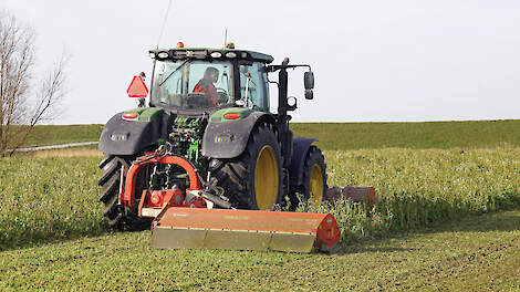 In het voorjaar klepelen van een groenbemester. Door dit in maart te doen, kan de bladmassa mooi vergaan voor zaai van het nieuwe gewas.