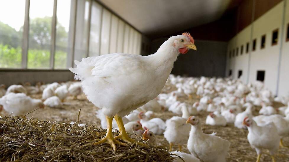 „Vleeskuikenhouders die deelnemen aan een concept zoals het 1 ster Beter Leven keurmerk zijn ontevreden over de beperkte keuzevrijheid. Ze willen de dierenarts, voer- en eendagskuikenleverancier zelf kunnen bepalen”, zegt Aalt den Herder van de Unie van P