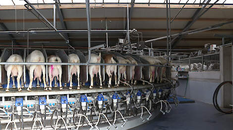 De geitenmelkprijs is in augustus vorig jaar aan een opmars begonnen, en opgelopen tot boven de 80 cent.