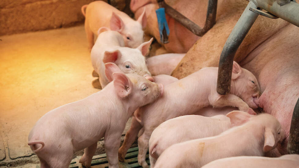 Grote tomen biggen doen een stevig beroep op de zeug. Dat begint al in de dracht, zeker tijdens de laatste groeispurt van de biggen. En tijdens het zogen wanneer alle biggen bij de moeder blijven drinken.