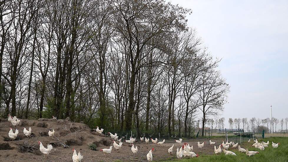 Sjaak de Wit van de GD opteert voor risicogericht enten tegen vogelgriep: „Biologisch en vrije uitloop leghennen lopen jaarrond buiten en dan heb je een verhoogde kans op besmettingen gedurende een lange tijd. Die zou je dan bijvoorbeeld altijd kunnen ent