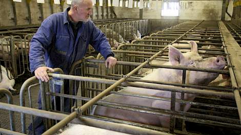 Varkenshouder Arie Sluijs gaat voor kwaliteit en niet voor omvang.