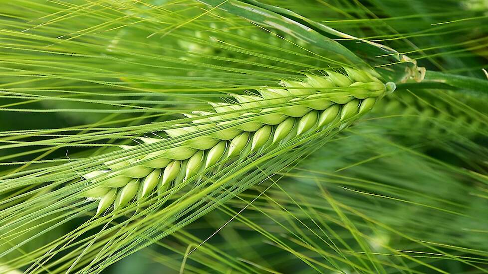 Als u zeer hoge bladluizendruk verwacht, kan een BYDV-tolerant ras interessant zijn. Syngenta brengt dit seizoen twee nieuwe tolerante rassen op de Nederlandse markt: SY Harrier en SY Lavendel