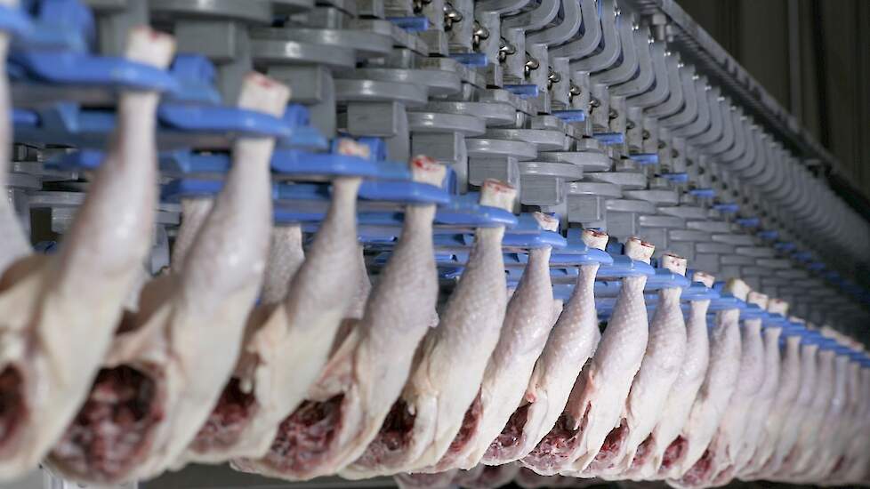 Nederlandse vleeskuikenslachterijen exporteerden in het verleden veel kippenpoten naar zogenoemde derde landen. Dat veel derde landen hun grenzen weer openen voor Nederlands pluimveevlees is dus goed nieuws.