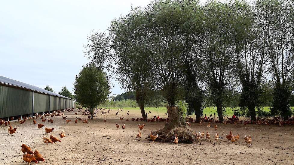 Biologische en vrije uitloop hennen mogen vanaf 6 juli in veel delen van Nederland weer naar buiten nadat de ophok- en afschermplicht voor pluimvee in Nederland grotendeels is ingetrokken.