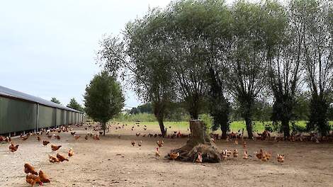 Biologische en vrije uitloop hennen mogen vanaf 6 juli in veel delen van Nederland weer naar buiten nadat de ophok- en afschermplicht voor pluimvee in Nederland grotendeels is ingetrokken.