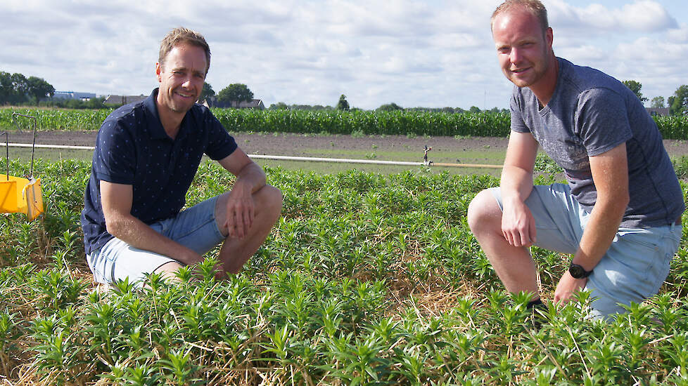 Onderzoeker Ben Seubring (links) en lelieteler Dion Veninga op een proefveldje waar stro tussen de lelies is aangebracht.