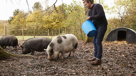 Boer geeft loslopende varkens voer