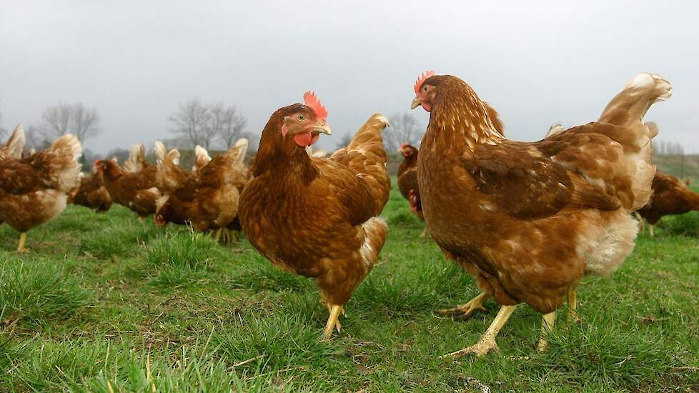 In september start een praktijkproef om te onderzoeken of de twee vaccins tegen vogelgriep, die eerder zijn getest in een laboratoriumsetting, ook effectief zijn in de praktijk. Dat meldt minister Adema van LNV aan de Tweede Kamer. Beeld ter illustratie.