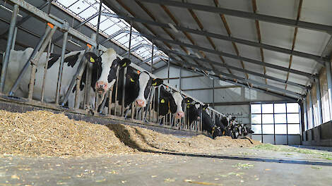 Rantsoenen met veel bestendig zetmeel zorgen voor extra warmteproductie in de koe. Eiwit koelt de koe juist af.