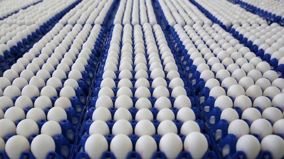 De EU wordt overspoelt met Oekraïense legbatterij eieren waardoor de eiernoteringen hier verder onder druk komen te staan.