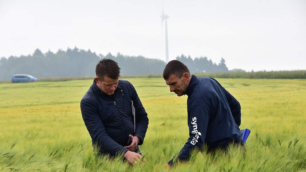 Bij een oogst na 1 oktober is hybride wintergerst een interessante optie. De stikstofkorting heeft op wintergerst namelijk beperkt invloed. Wintergerst kun je ook opgeven als hoofdteelt voor het komende jaar en inzetten als rustgewas om aan de verplichtin