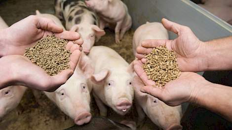 Voer dreigt de grootste kostenpost te worden van de varkenshouder.