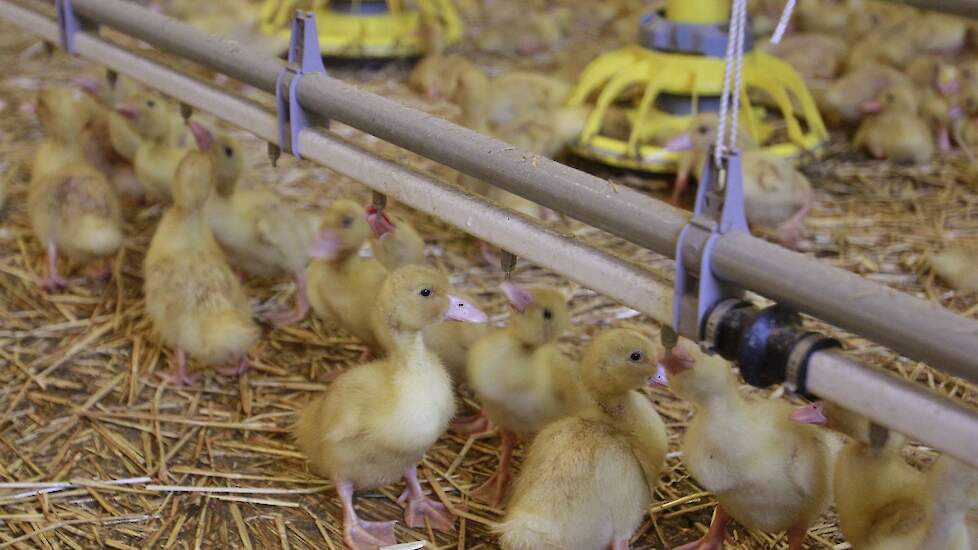 Frankrijk gaat vleeseenden preventief vaccineren tegen vogelgriep. Beeld ter illustratie.