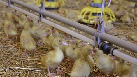 Frankrijk gaat vleeseenden preventief vaccineren tegen vogelgriep. Beeld ter illustratie.