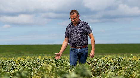 Melkveehouder Wim Mostert in de veldbonen. Hij teelt dit jaar 5,5 hectare zodat hij minder sojaschroot hoeft aan te kopen.