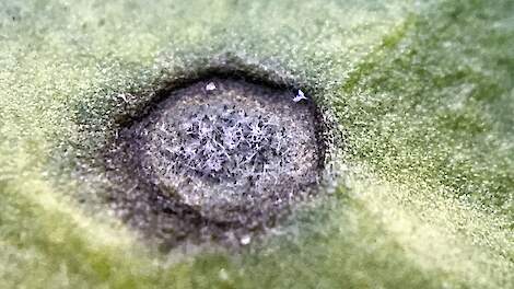 Bladvlek veroorzaakt door cercospora. Kenmerkend zijn de witte sporen op de zwarte sporendragers (bolletjes).